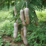 Acacia Senegalensis, gom