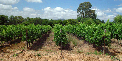 Wijnbouw in Zuid-Afrika